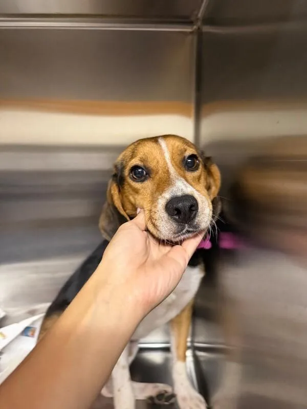 An adult medium-sized female Beagle dog named Pollie for adoption in Aiken, SC