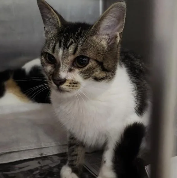 A young medium-sized female Domestic Short Hair cat named Lucile Watson for adoption in Los Angeles, CA