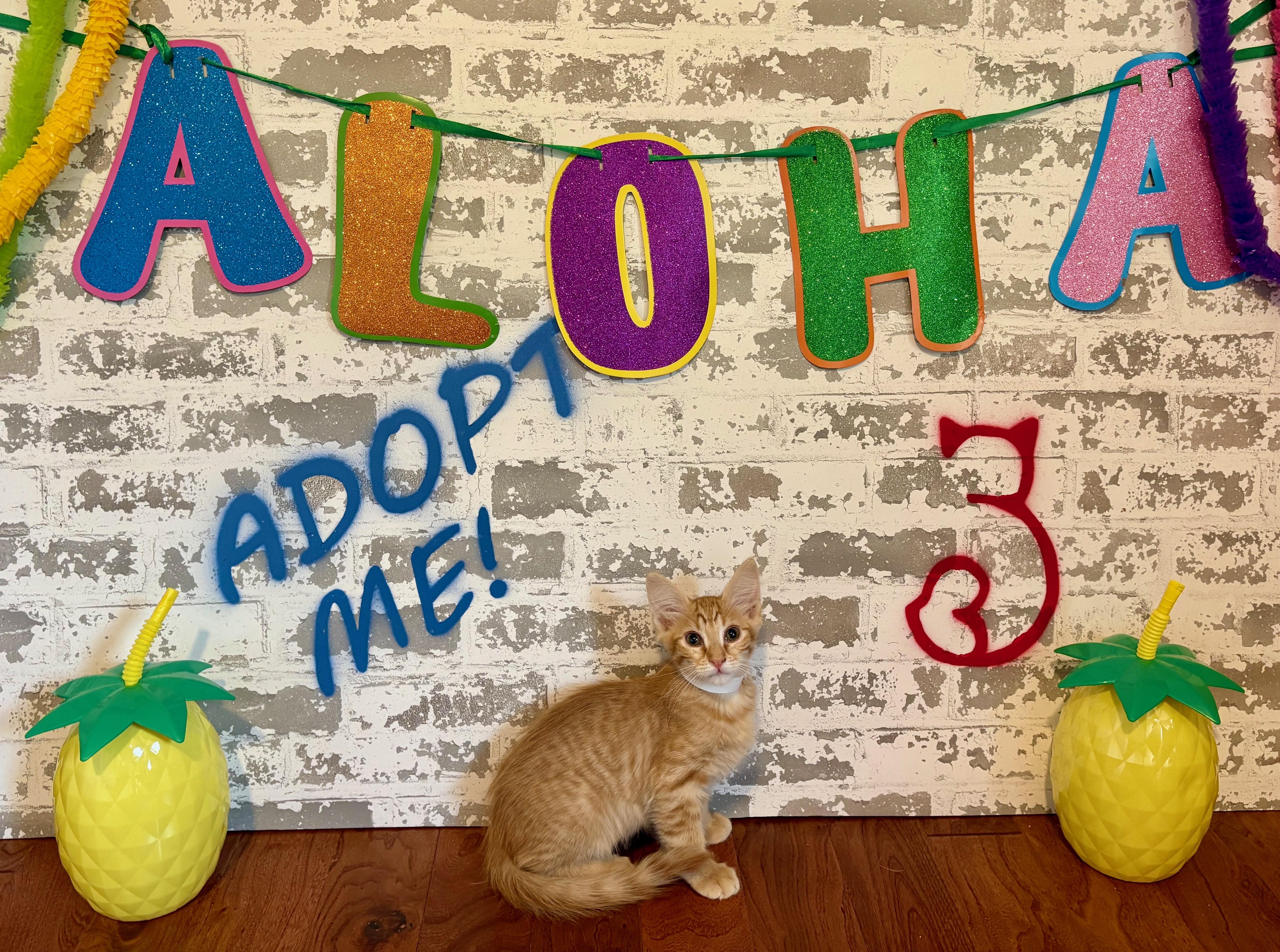 A baby large-sized male Orange & White Domestic Medium Hair cat named Sponge Bob for adoption in queen creek, AZ