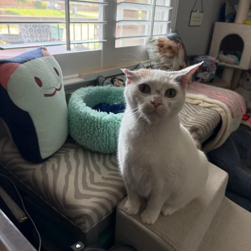 An adult large-sized female Calico Domestic Medium Hair cat named Diane Lane for adoption in Prosper, TX