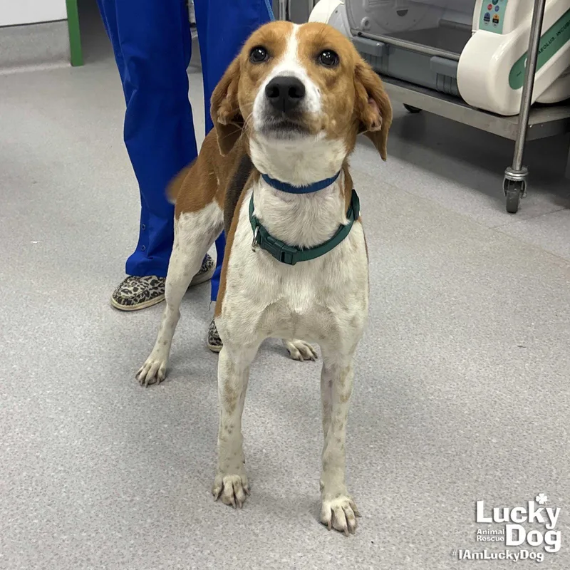 A young medium-sized female Hound dog named Bouncer for adoption in Washington, DC