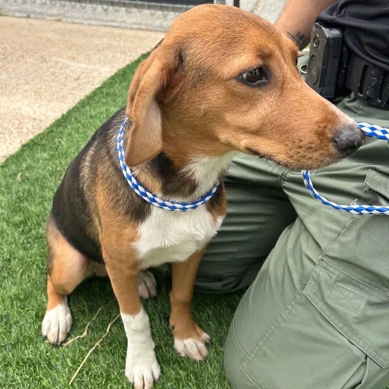 A young small-sized female Beagle dog named Bella for adoption in Browns Mills, NJ