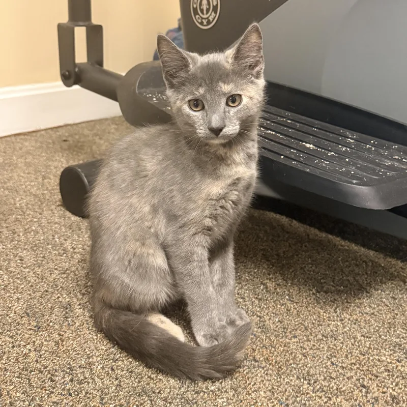 A baby small-sized female Dilute Tortoiseshell Domestic Short Hair cat named Doris for adoption in East Greenwich, RI