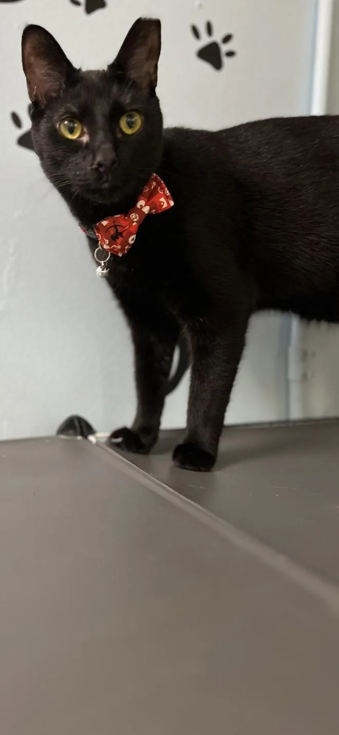 James Bond thumbnail 2