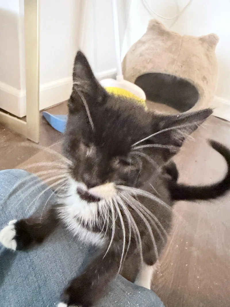 A baby medium-sized male Black Domestic Short Hair cat named Icelandic Glacial for adoption in Trenton, NJ