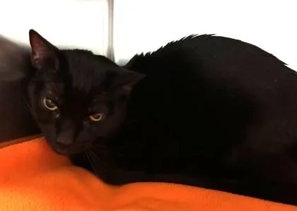An adult small-sized female Domestic Short Hair cat named Lois for adoption in New Albany, IN