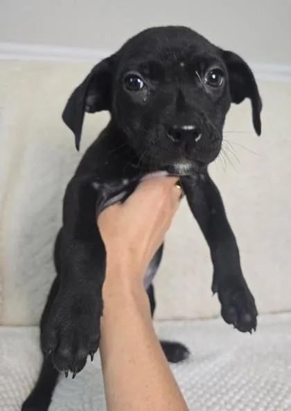 A young medium-sized female Labrador Retriever dog named Eloise Bridgerton for adoption in Lawrenceville, GA