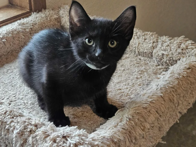 A baby medium-sized female Black Domestic Short Hair cat named Blink and Blank for adoption in Seattle, WA