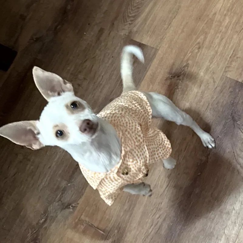 A young small-sized female White / Cream Chihuahua dog named Momo for adoption in Midland, TX