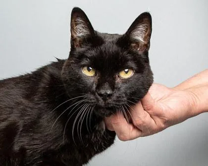 An adult medium-sized male Domestic Short Hair cat named Adrian for adoption in Longmont, CO