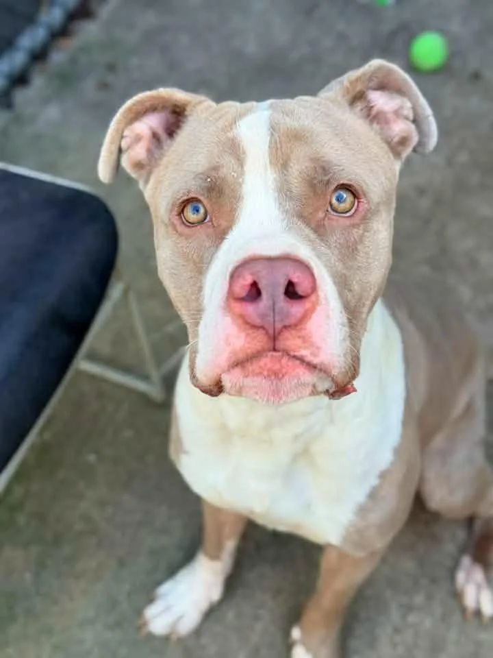 An adult medium-sized male Brown / Chocolate Pit Bull Terrier dog named Slime for adoption in Chicago, IL