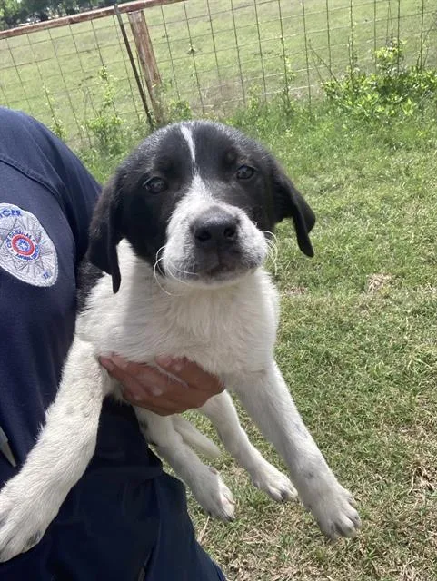 A baby large-sized male Mixed Breed dog named Oreo for adoption in Dallas, TX