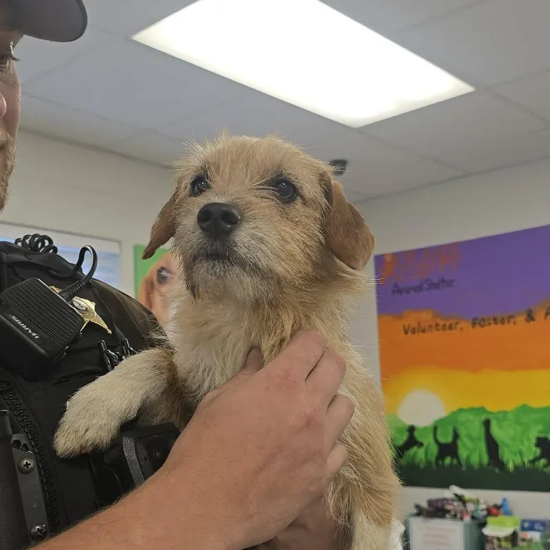 An adult small-sized female Yellow / Tan / Blond / Fawn Norfolk Terrier dog named Hope for adoption in Orange, VA