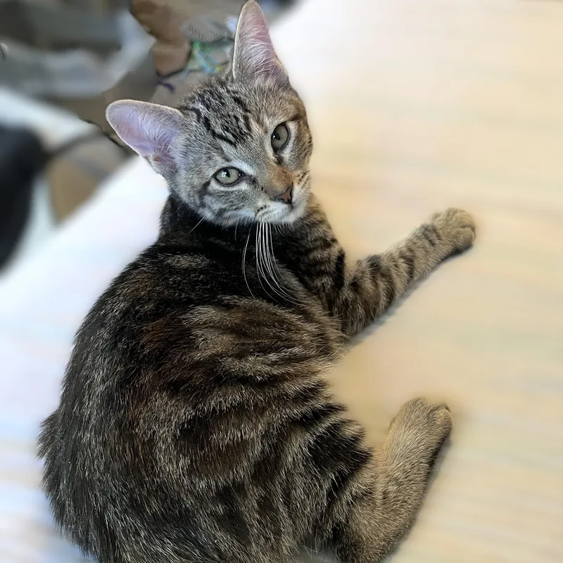 A baby medium-sized female Tabby (Gray / Blue / Silver) Domestic Short Hair cat named Greta for adoption in Shingletown, CA