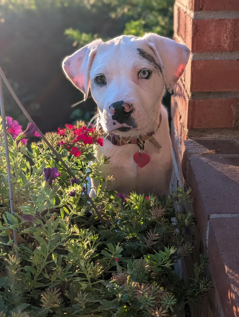 A baby medium-sized female White / Cream Terrier dog named Phoebe for adoption in Byron, IL