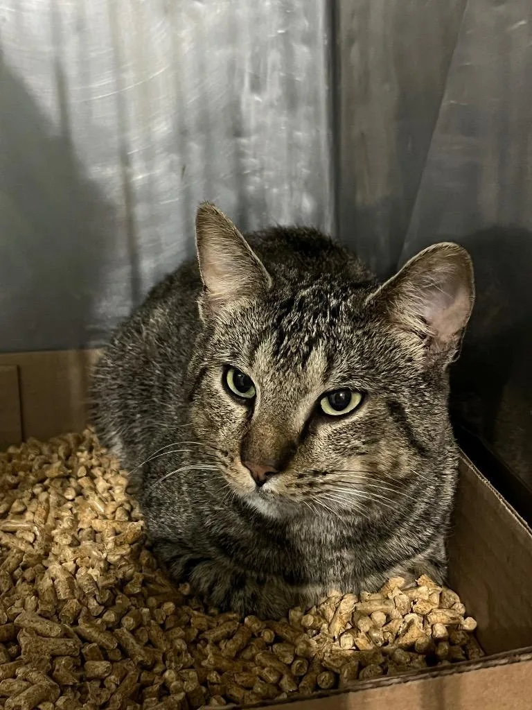 A young medium-sized male Domestic Short Hair cat named Clifford for adoption in Pierceton, IN