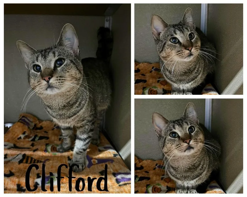 Clifford thumbnail 2