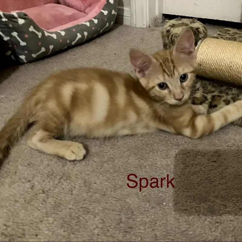 A baby small-sized male Orange / Red Domestic Short Hair cat named Spark for adoption in Las Vegas, NV
