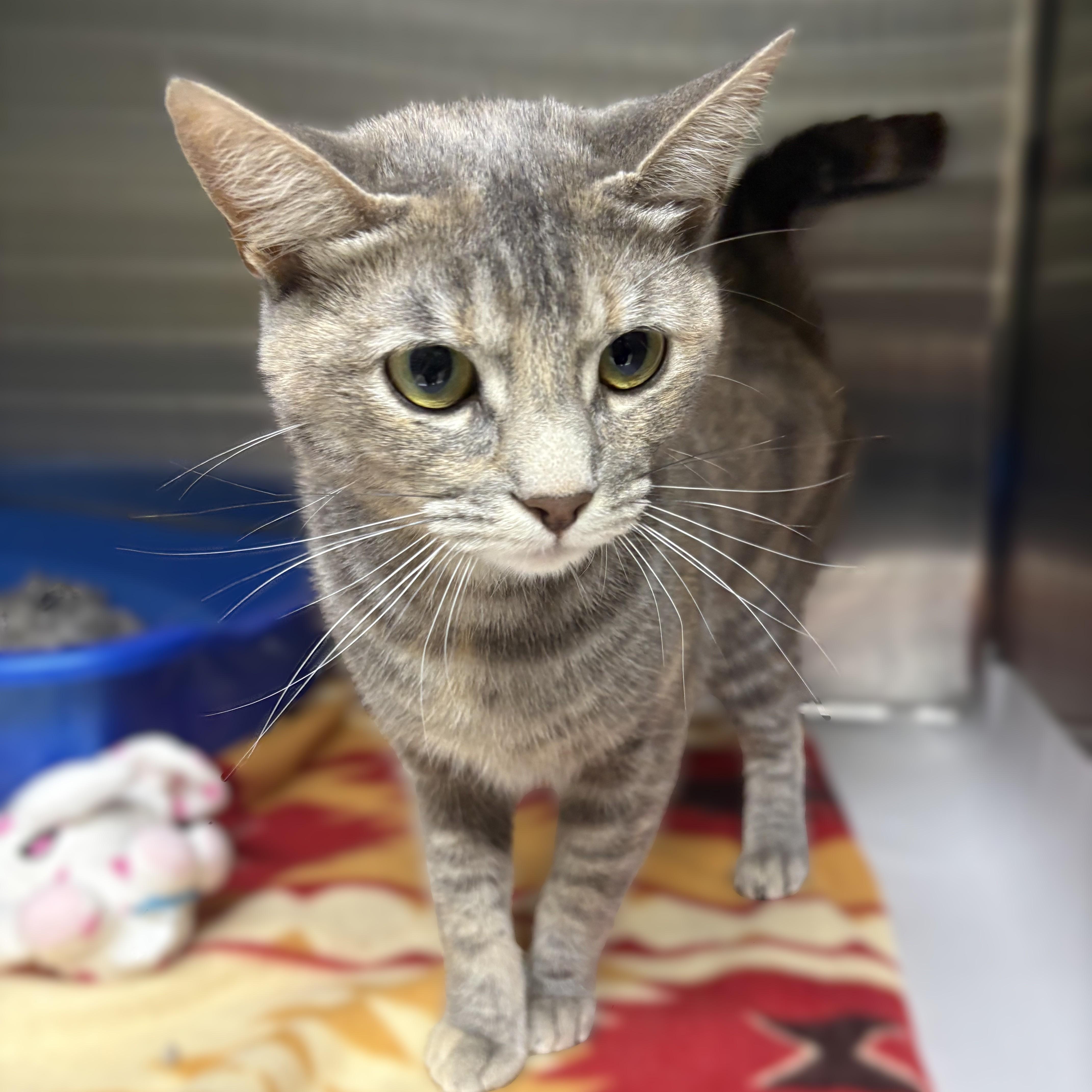 A baby medium-sized female Blue Cream Domestic Short Hair cat named Savannah for adoption in Columbia, MD