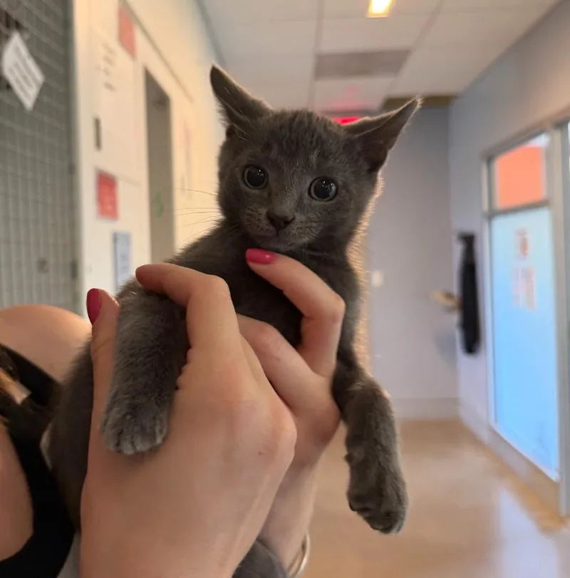 A baby small-sized male Domestic Short Hair cat named Jordan for adoption in Hyde Park, NY