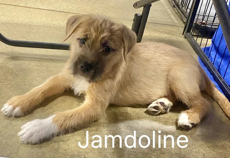 Fraggles thumbnail 2