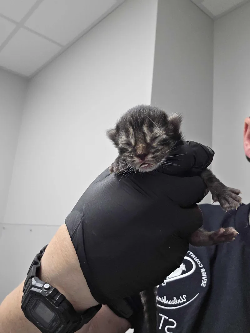 A baby small-sized male Domestic Short Hair cat named West for adoption in Sevierville, TN