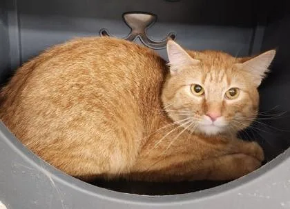 A young large-sized male Tabby (Orange / Red) Domestic Short Hair cat named Milo for adoption in Butte, MT