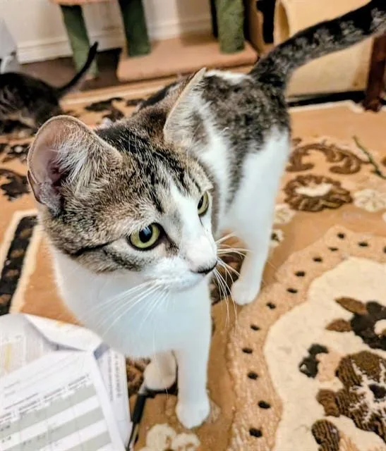 A young medium-sized female Domestic Short Hair cat named Luna for adoption in Albuquerque, NM