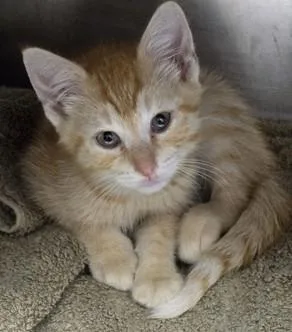 A young small-sized male Orange / Red Domestic Short Hair cat named Chandler for adoption in North Myrtle Beach, SC