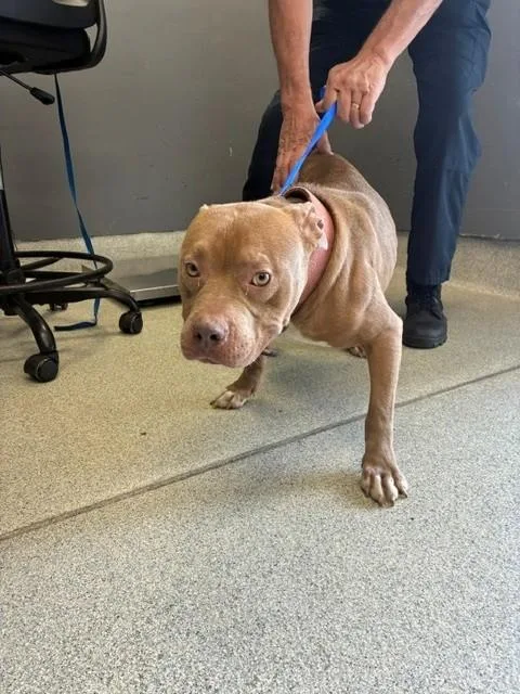 Simba