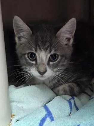 A young small-sized male Domestic Short Hair cat named A Theodorepetsmart James Island for adoption in North Charleston, SC