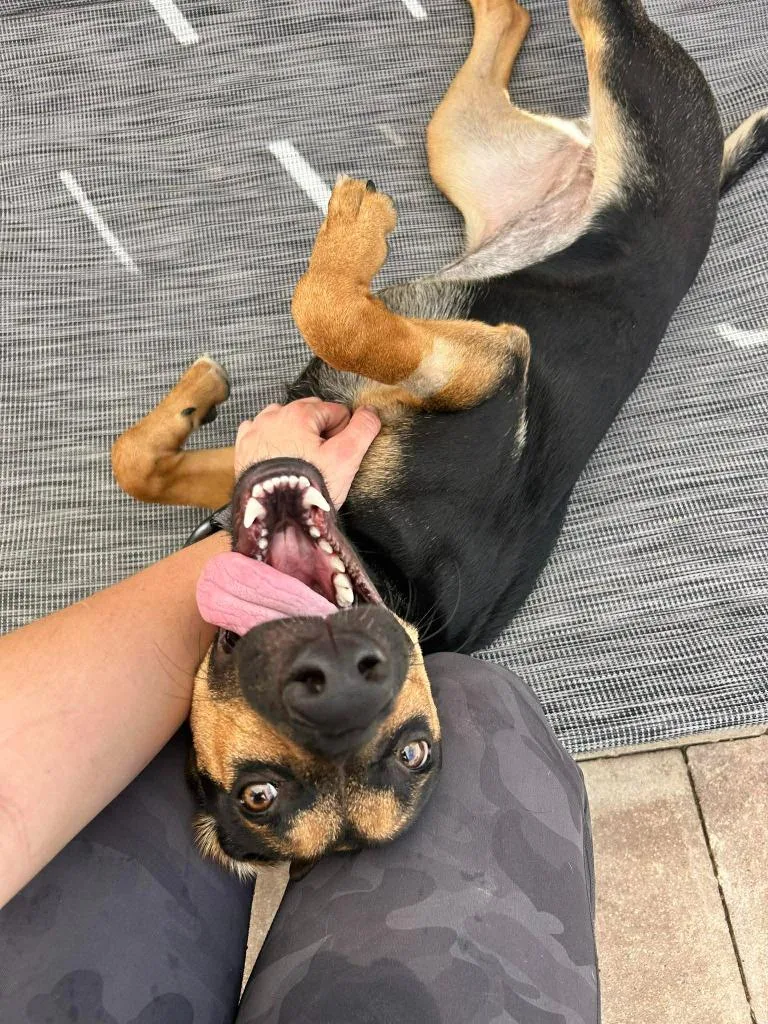 A young large-sized female German Shepherd Dog dog named Pippin for adoption in Sebastian, FL