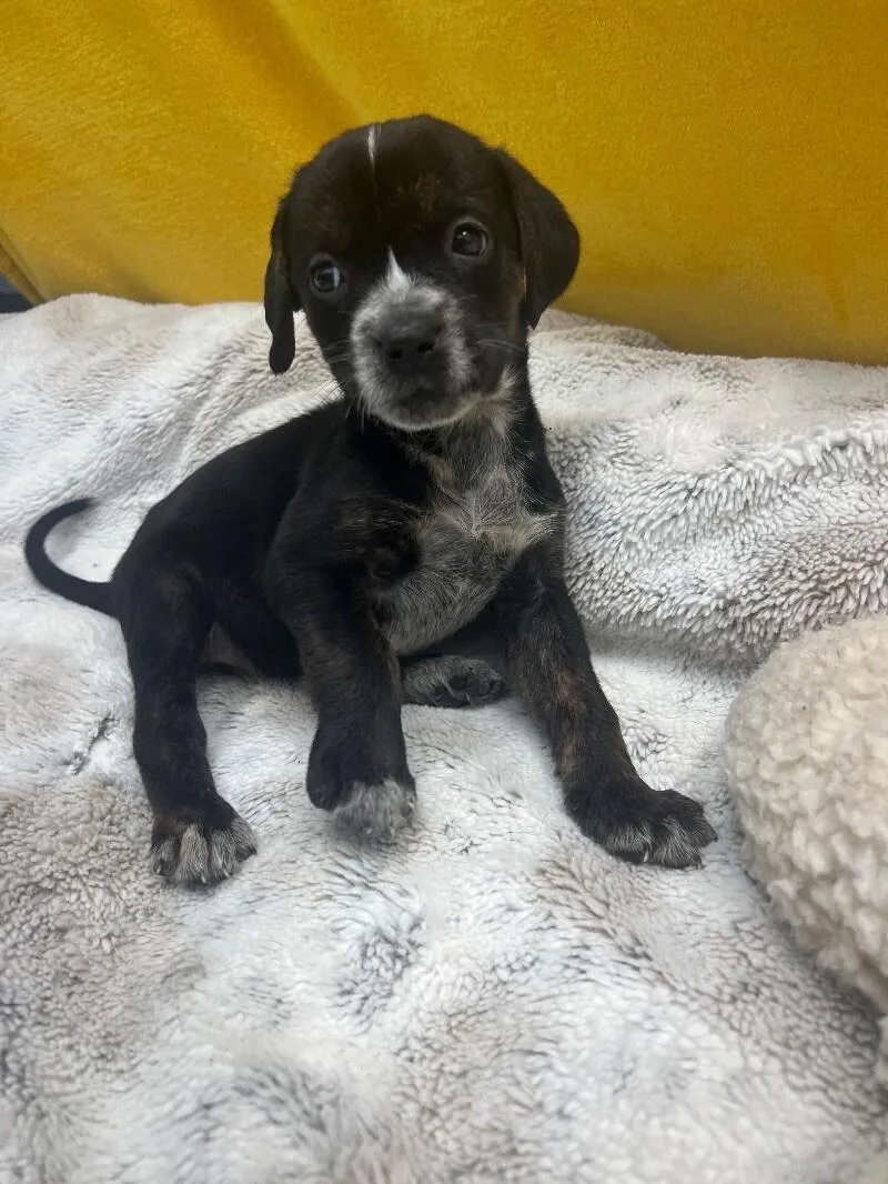 Charleston thumbnail 2