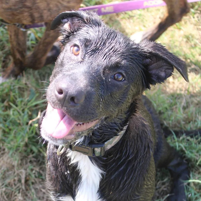 A young medium-sized female Black Mastiff dog named Rina for adoption in Cleveland, MS