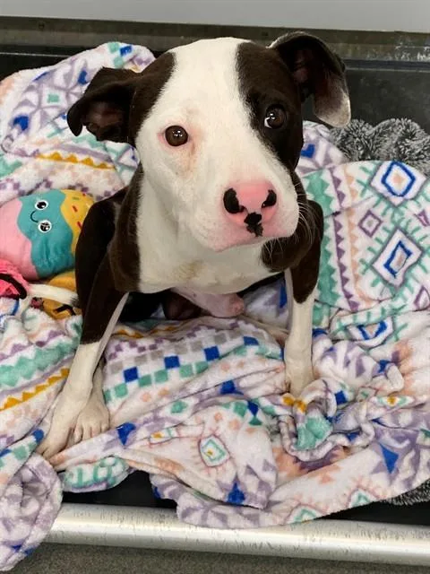 A young small-sized male Pit Bull Terrier dog named Little Foot for adoption in Fayetteville, NC