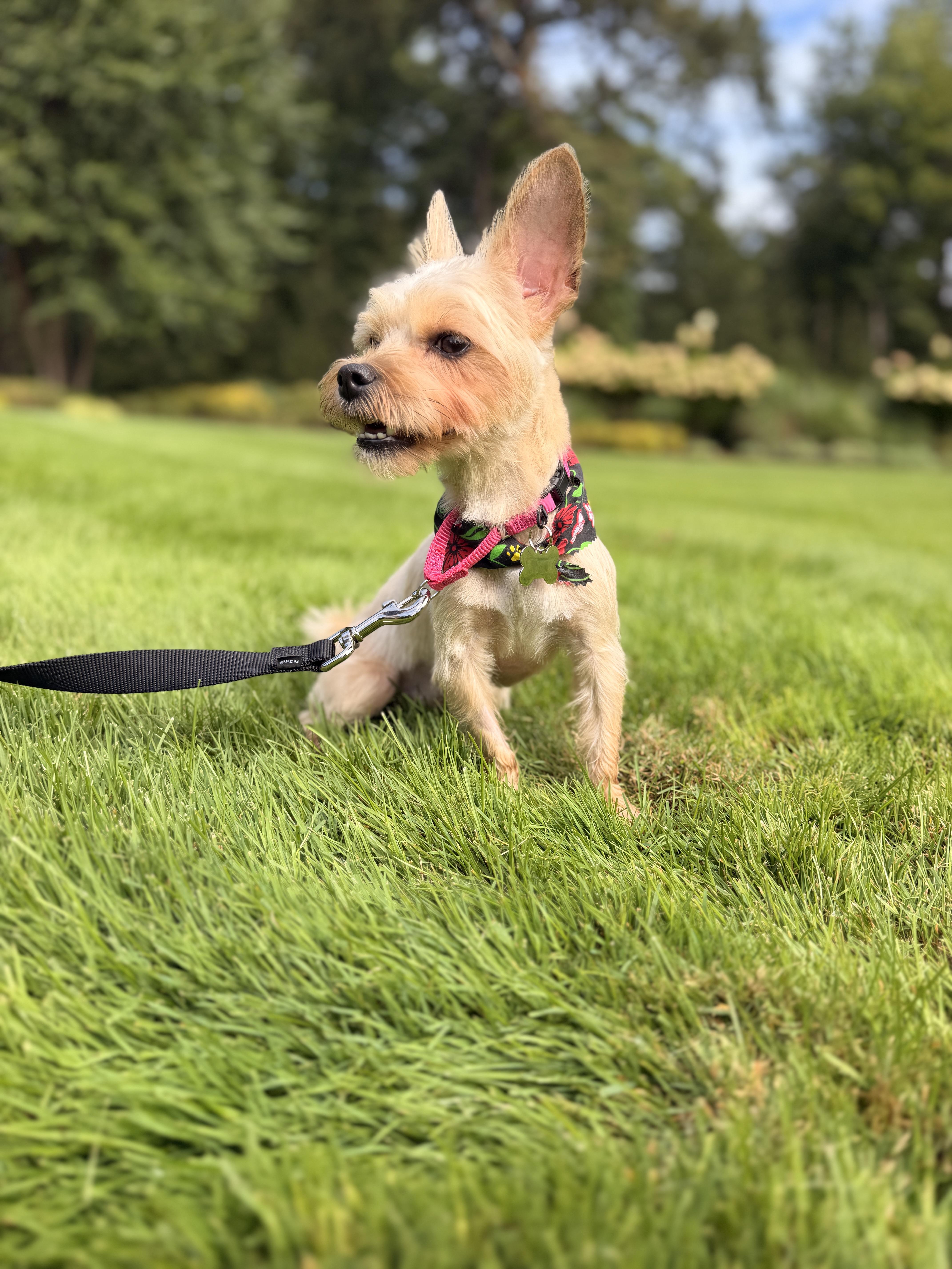An adult small-sized female Yorkshire Terrier dog named Miss Sassy for adoption in Thornwood, NY