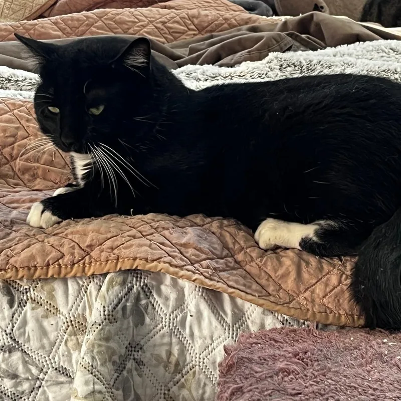 An adult medium-sized male Black Domestic Short Hair cat named James Pawned for adoption in Winchester, VA