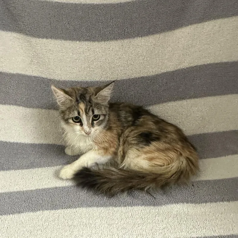 A baby small-sized female Domestic Medium Hair cat named Pinky for adoption in Newberg, OR
