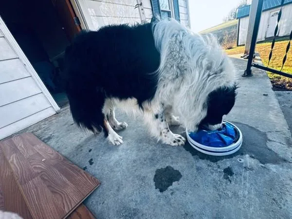An adult large-sized male Border Collie dog named Jesse for adoption in Campbellsville, KY