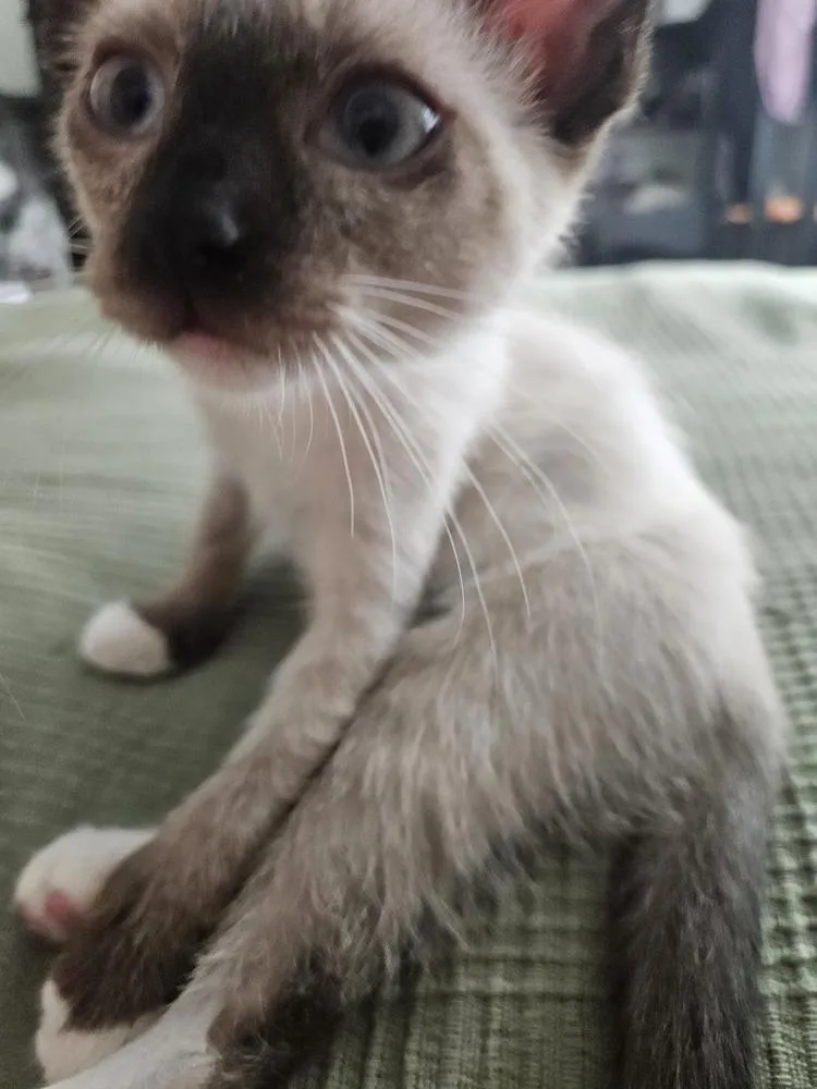 A baby small-sized female Siamese cat named Princess Peach for adoption in Austin, TX