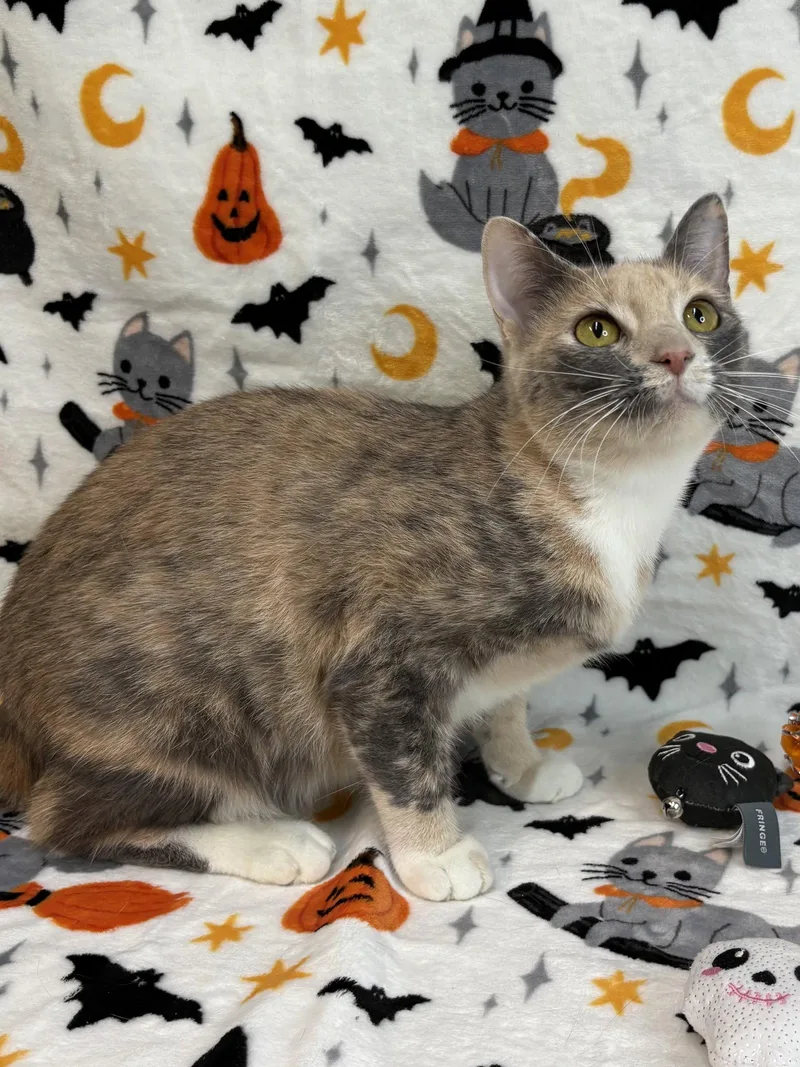 An adult medium-sized female Domestic Short Hair cat named Sandra for adoption in Wetumpka, AL