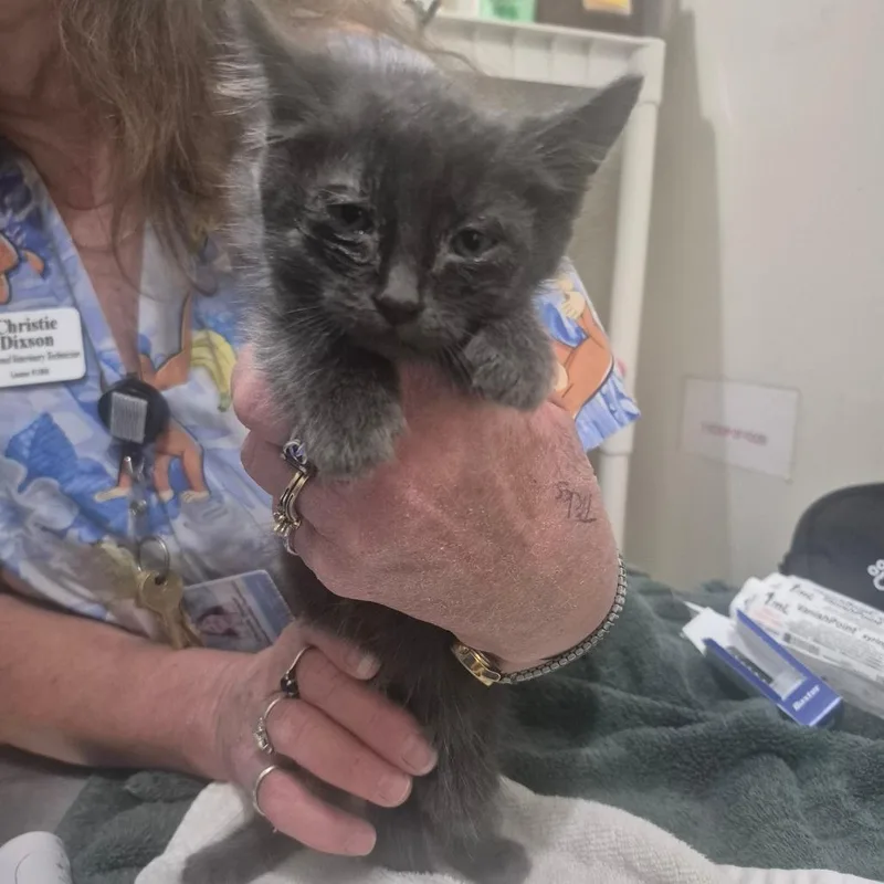 A baby small-sized male Gray / Blue / Silver Domestic Short Hair cat named Chai for adoption in Upland, CA
