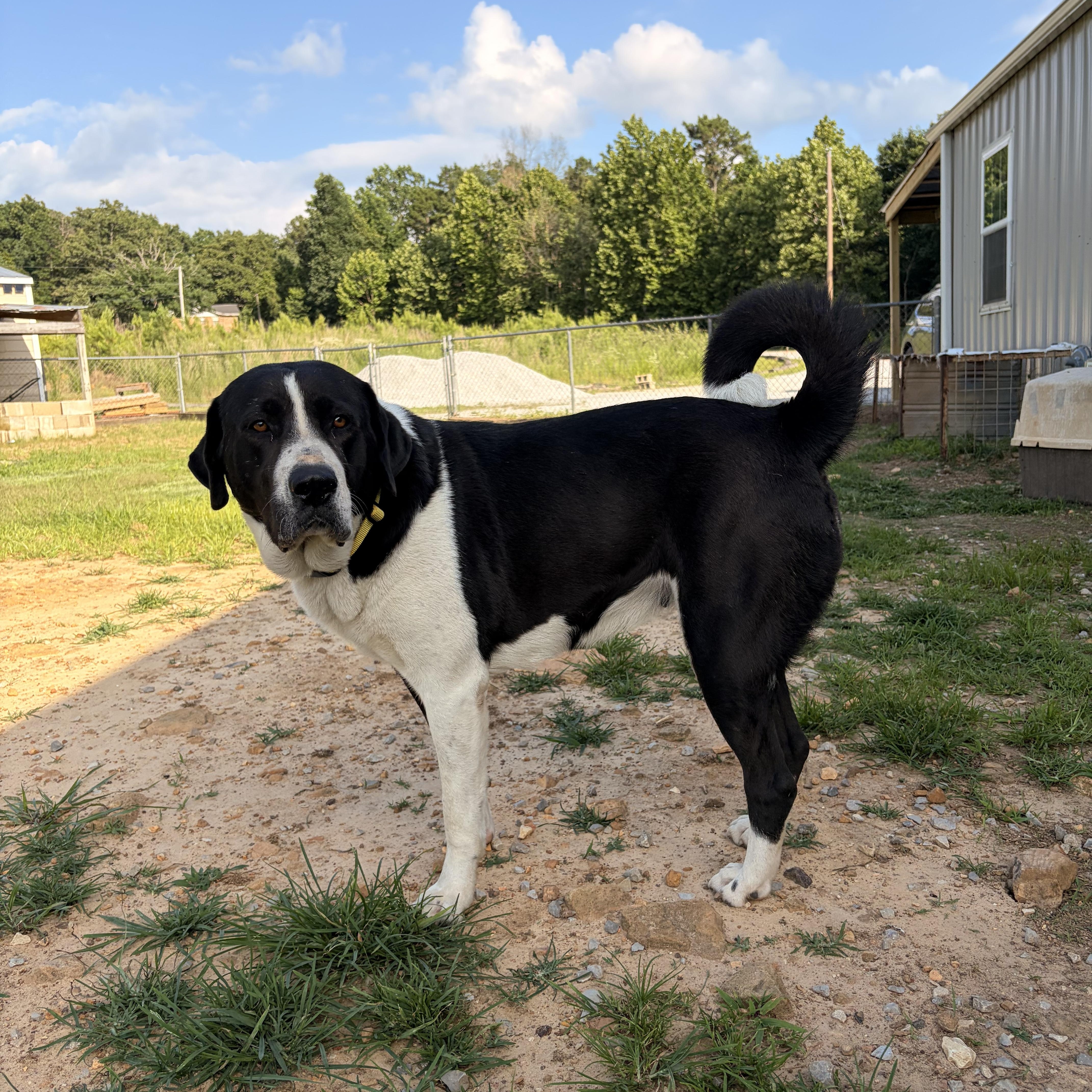 A young large-sized female Black Great Pyrenees dog named Baby for adoption in Melbourne, AR