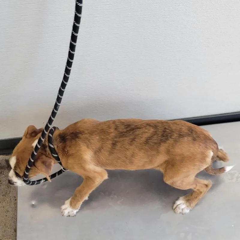 A baby small-sized male Brindle Mixed Breed dog named Tigger for adoption in Las Cruces, NM