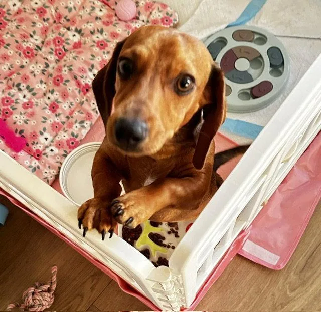 A baby small-sized male Dachshund dog named Papi for adoption in Austin, TX