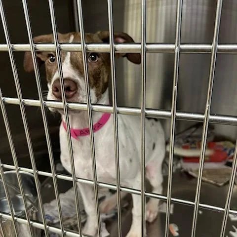 A baby medium-sized female White / Cream Mixed Breed dog named Arya for adoption in Knoxville, TN