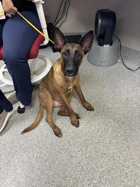 A young small-sized male Belgian Shepherd / Malinois dog named Munch for adoption in Pasadena, TX