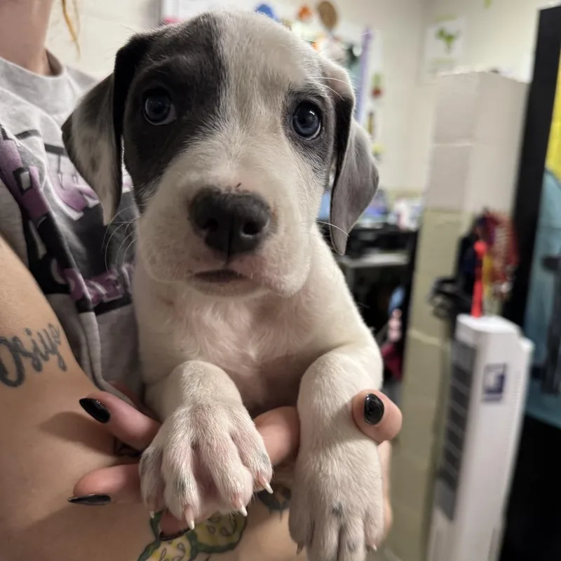 A baby large-sized male White / Cream Pit Bull Terrier dog named Bagel Bite for adoption in Eureka Springs, AR
