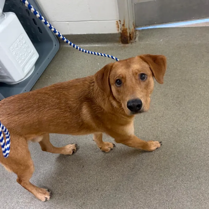 A young medium-sized male Red / Chestnut / Orange Labrador Retriever dog named Boston for adoption in Council Bluffs, IA