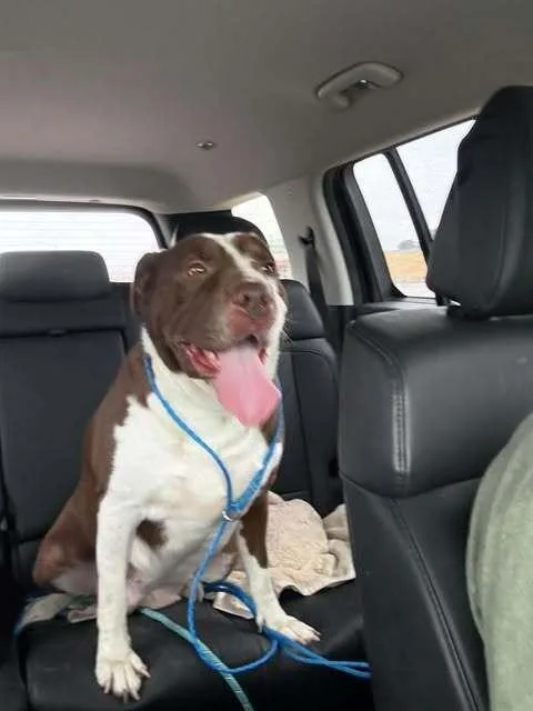 An adult large-sized female Tricolor (Brown, Black, & White) Shar-Pei dog named Josie for adoption in Dallas, TX